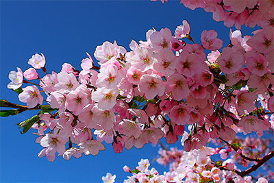 Blommor 1
